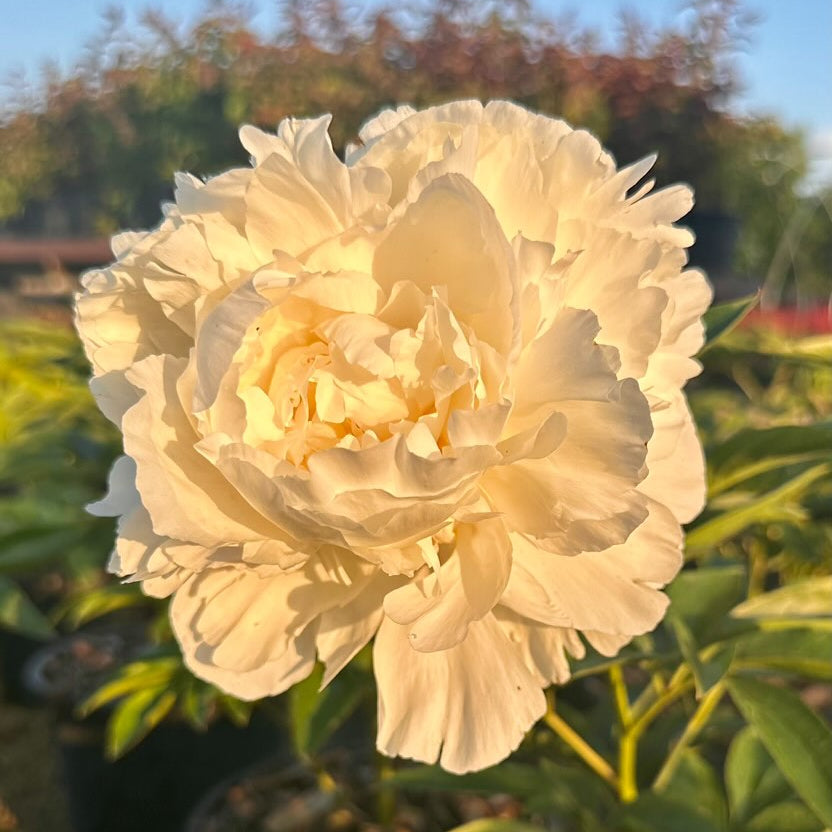 Paeonia Bowl of Cream