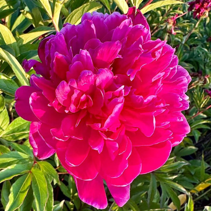 Paeonia Kansas