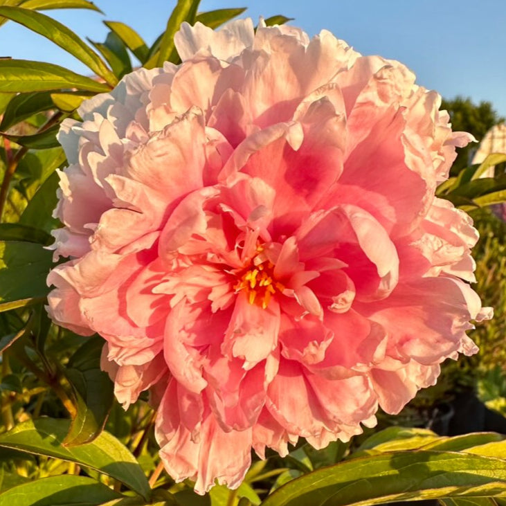 Paeonia Sarah Bernhardt