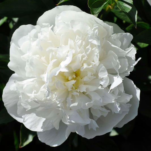 Paeonia Duchesse de Nemours