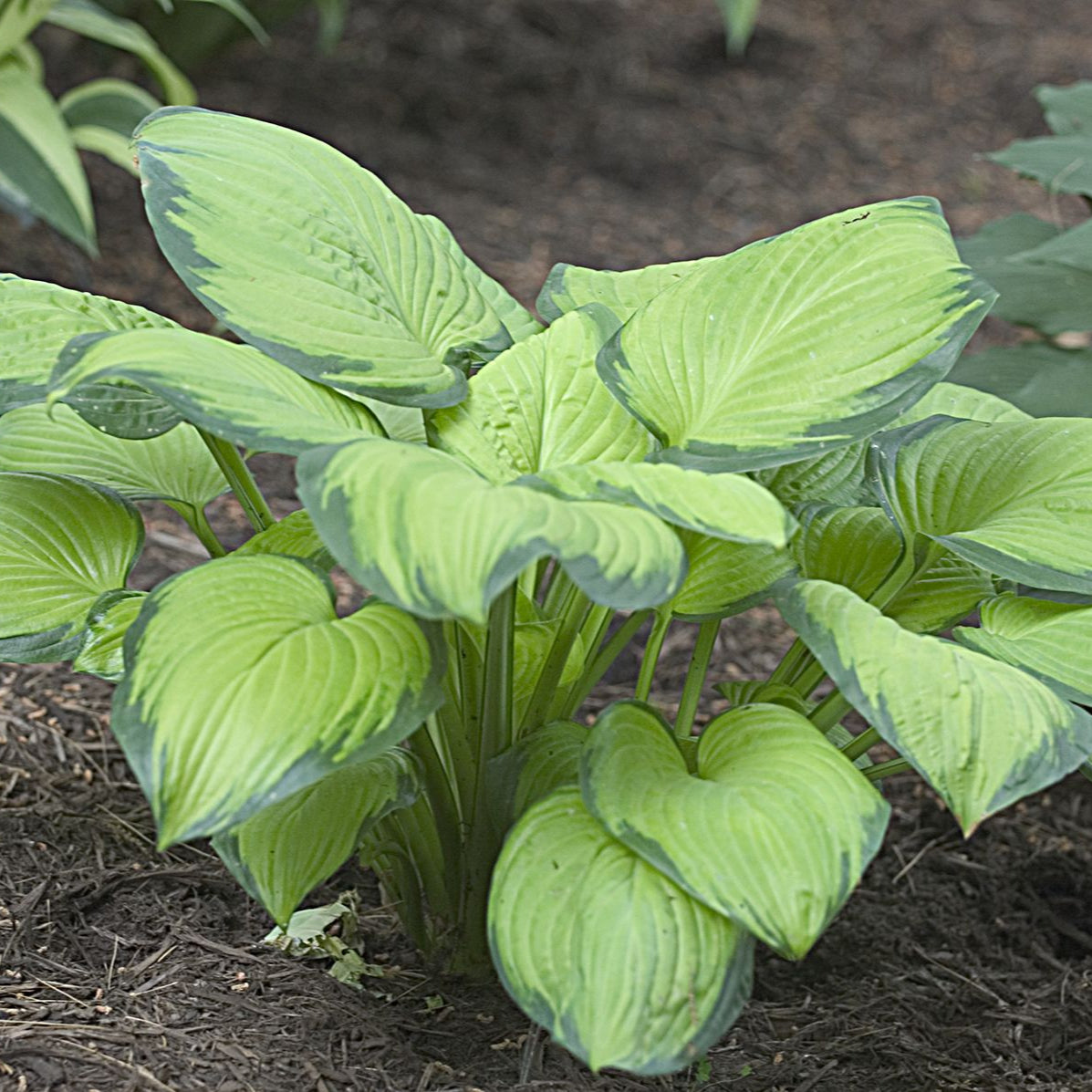 Hosta Stained Glass